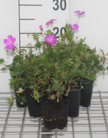 Geranium sanguineum   pot 9x9 cm  