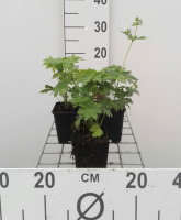 Geranium sylvaticum 'Mayflower'   pot 9x9 cm
