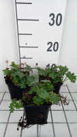 Geranium sanguineum 'Max Frei'   pot 9x9 cm
