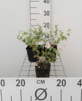 Geranium sanguineum var. Striatum   pot 9x9 cm  
