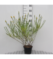 Genista tinctoria 'Royal Gold'   pot   30 40 cm  