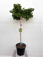 Ginkgo biloba 'Mariken'   pot 18L   halfstam boom