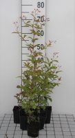 Gillenia trifoliata   pot 9x9 cm  
