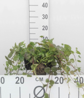 Glechoma hederacea   pot 9x9 cm  