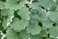 Glechoma hederacea 'Variegata'   pot 9x9 cm  