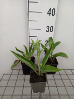 Glyceria maxima 'Variegata'   pot 9x9 cm  