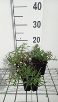 Gypsophila 'Rosenschleier'   pot 9x9 cm