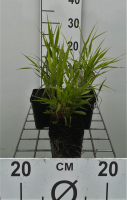 Hakonechloa macra   pot 9x9 cm  