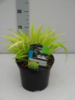 Hakonechloa macra 'All Gold'   pot 3L