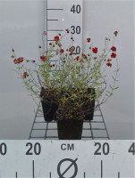 Helianthemum 'Amabile Plenum'   pot 9x9 cm  
