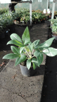Helleborus argutifolius   pot 2L  