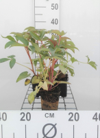 Helleborus argutifolius   pot 9x9 cm