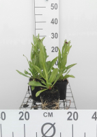 Helenium bigelovii 'The Bishop'   pot 9x9 cm