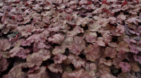 Heuchera 'Beaujolais'   pot 9x9 cm