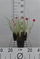 Helianthemum 'Ben Hope'   pot 9x9 cm  