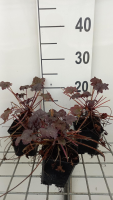 Heuchera 'Binoche'   pot 9x9 cm