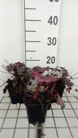 Heuchera hybr. 'Blackout'®   pot 9x9 cm