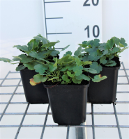 Heuchera 'Schneewittchen'   pot 9x9 cm