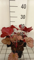 Heuchera 'Berry Smoothie'   pot 9x9 cm