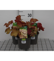 Heuchera 'Caramel'   pot 2L  