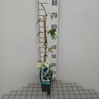 Hedera colchica 'Dentata Variegata'   pot   50 60 cm  