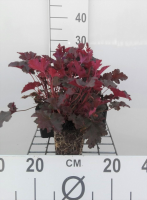 Heuchera 'Chocolate Ruffles'   pot 9x9 cm