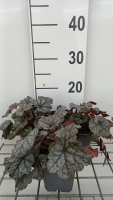 Heuchera 'Cinnabar Silver'   pot 9x9 cm