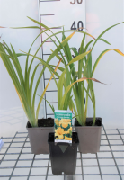 Hemerocallis 'Chicago Sunrise'   pot 9x9 cm
