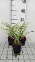 Hemerocallis 'Double River Wye'   pot 9x9 cm