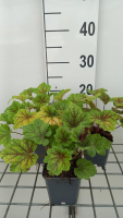 Heuchera 'Electra'   pot 9x9 cm  