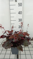 Heuchera 'Fire Chief'   pot 9x9 cm  