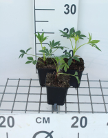 Helleborus foetidus   pot 9x9 cm  