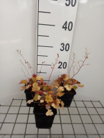 Heuchera 'Ginger Ale'   pot 9x9 cm