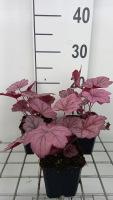 Heuchera 'Georgia Plum'   pot 9x9 cm