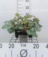 Heuchera 'Green Spice'   pot 9x9 cm