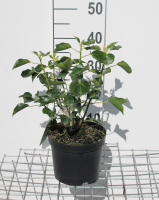 Hedera helix Arborescent Group   pot   30 40 cm  