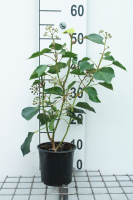 Hedera helix Arborescent Group   pot 1,3L   20 25 cm