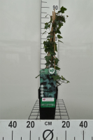 Hedera helix   pot   50 60 cm  
