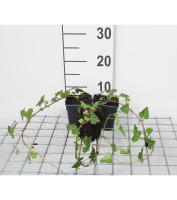 Hedera helix   pot 9x9 cm