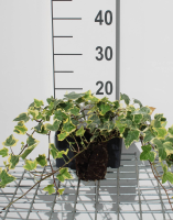 Hedera helix 'Goldchild'   pot 9x9 cm