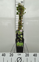 Hedera helix 'Goldheart'   pot   50 60 cm  