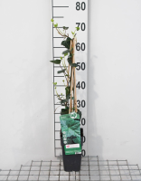 Hedera hibernica   pot   50 60 cm  