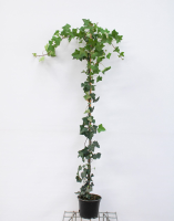 Hedera hibernica   pot   125+ cm