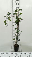 Hedera hibernica   pot   80 100 cm