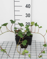 Hedera hibernica   pot 9x9 cm