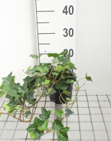 Hedera hibernica   pot 1,3L   40 60 cm  