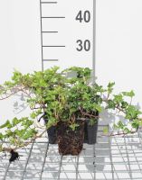 Hedera helix 'Ivalace'   pot 9x9 cm