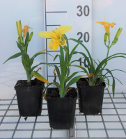 Hemerocallis 'Happy Returns'   pot 9x9 cm