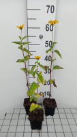 Heliopsis helianthoides 'Summer Sun'   pot 9x9 cm  