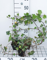 Hedera helix 'Woerner'   pot 9x9 cm  